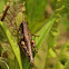 Green-legged grasshopper