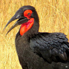 Southern Ground Hornbill