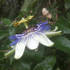 Blue Passion Flower or Common Passion Flower