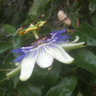 Blue Passion Flower or Common Passion Flower