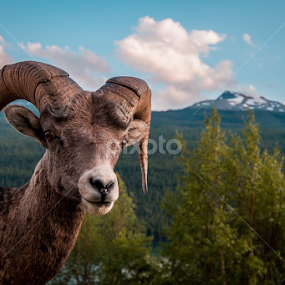 Rocky Mountain bighorn sheep (Ovis canadensis canadensis) by Scott Trageser - Animals Other Mammals