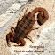 Striped Bark Scorpion