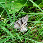 Forage Looper