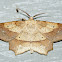 Deep Yellow Euchlaena Moth