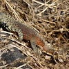 Española Lava Lizard or Hood Lava Lizard