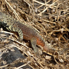 Española Lava Lizard or Hood Lava Lizard