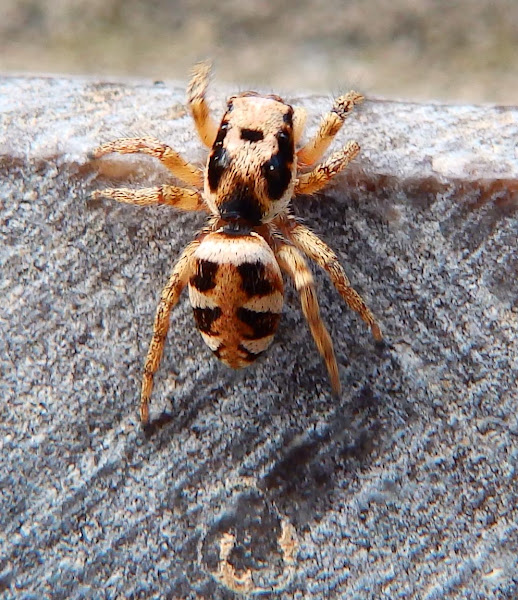 Zebra Jumping Spider | Project Noah