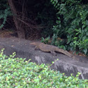 Monitor lizard