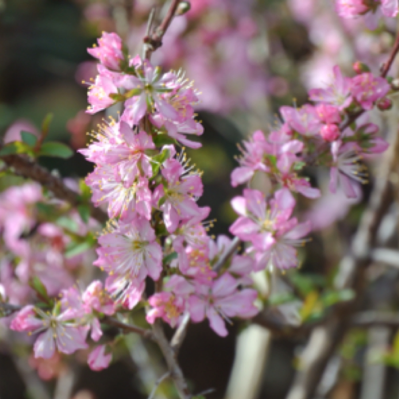 Dwarf Flowering Cherry Project Noah
