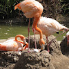 Flamingo with egg