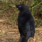 Satin Bower Bird (Male)
