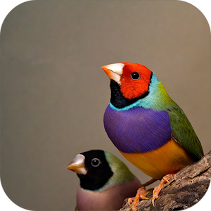 Bird Sounds and Ringtones.apk 1.2