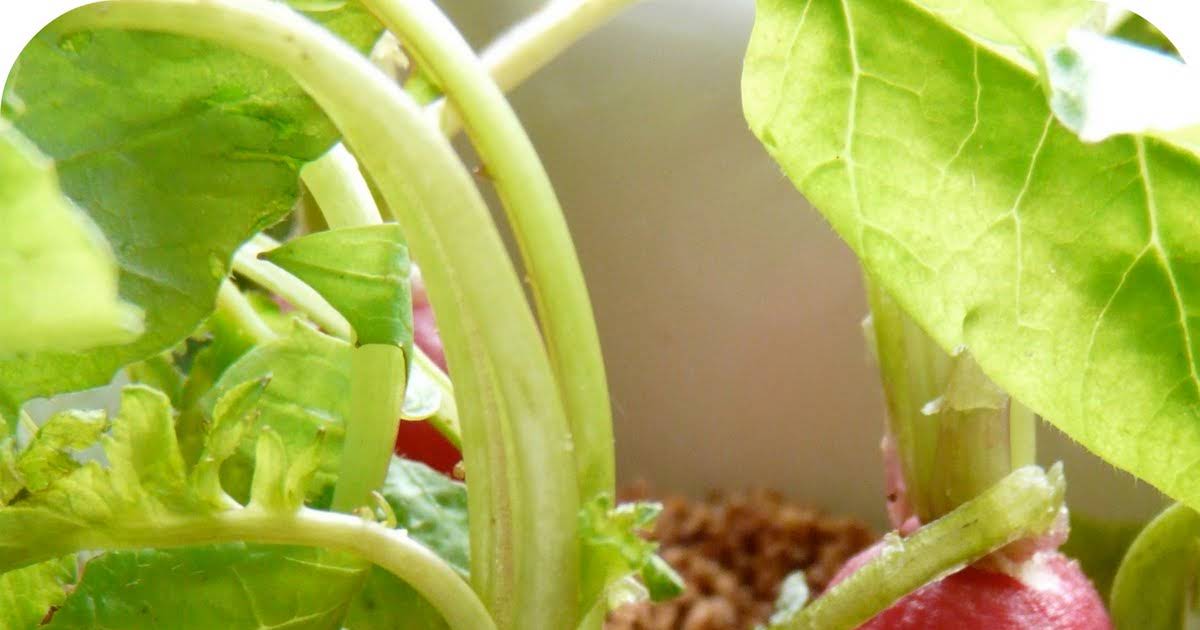 10 Best Healthy Smoothies with Greek Yogurt Recipes | Yummly