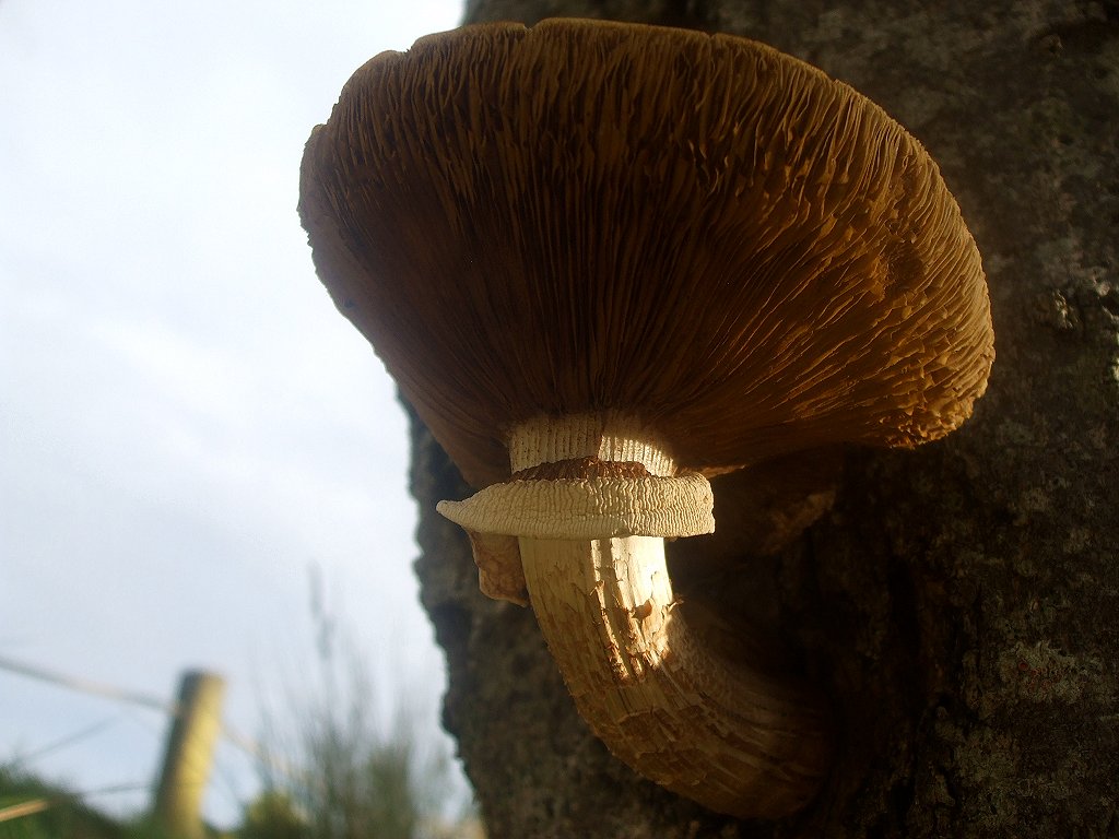 Poplar Mushroom