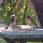 Rose-Breasted Grosbeaks