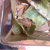 Polyphemus Moth (cocoon)