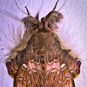 Walker's moth
