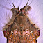 Walker's moth