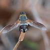 Common Ligyra Bee Fly