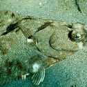 Pacific Sand Sole (Flounder)