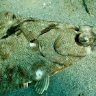Pacific Sand Sole (Flounder)