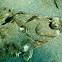 Pacific Sand Sole (Flounder)