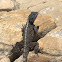 Southern Rock Agama (Male)