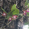 Hygrochilus orchid