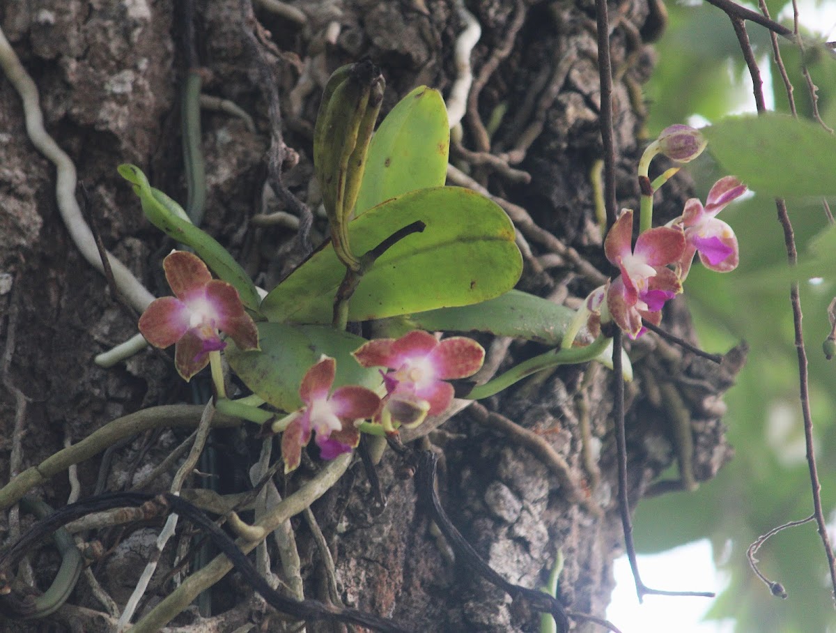 Hygrochilus orchid