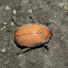 Hairy Christmas Beetle