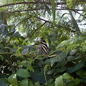 Zebra longwing