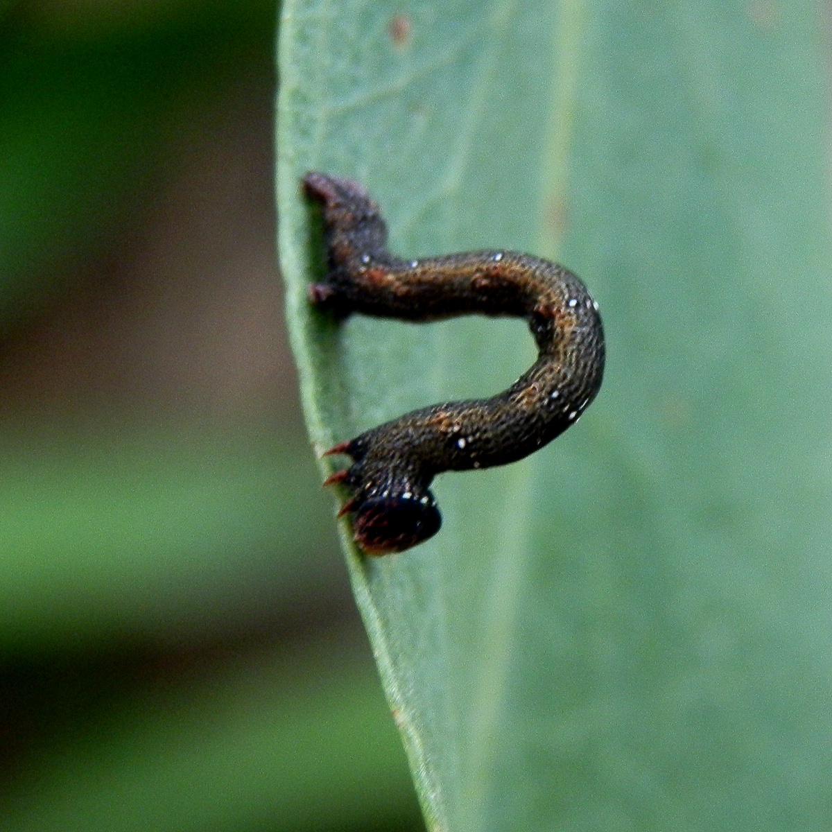 Sinister Moth caterpillar - early instar