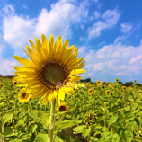 Sunshine by Bridget Wegrzyn -  