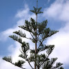  Araucaria 