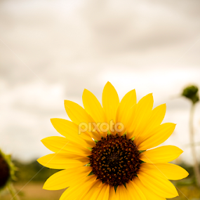 by Adrian Rusu - Flowers Flowers in the Wild