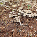 unidentified mushrooms