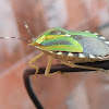 Mattiphus Shield Bug