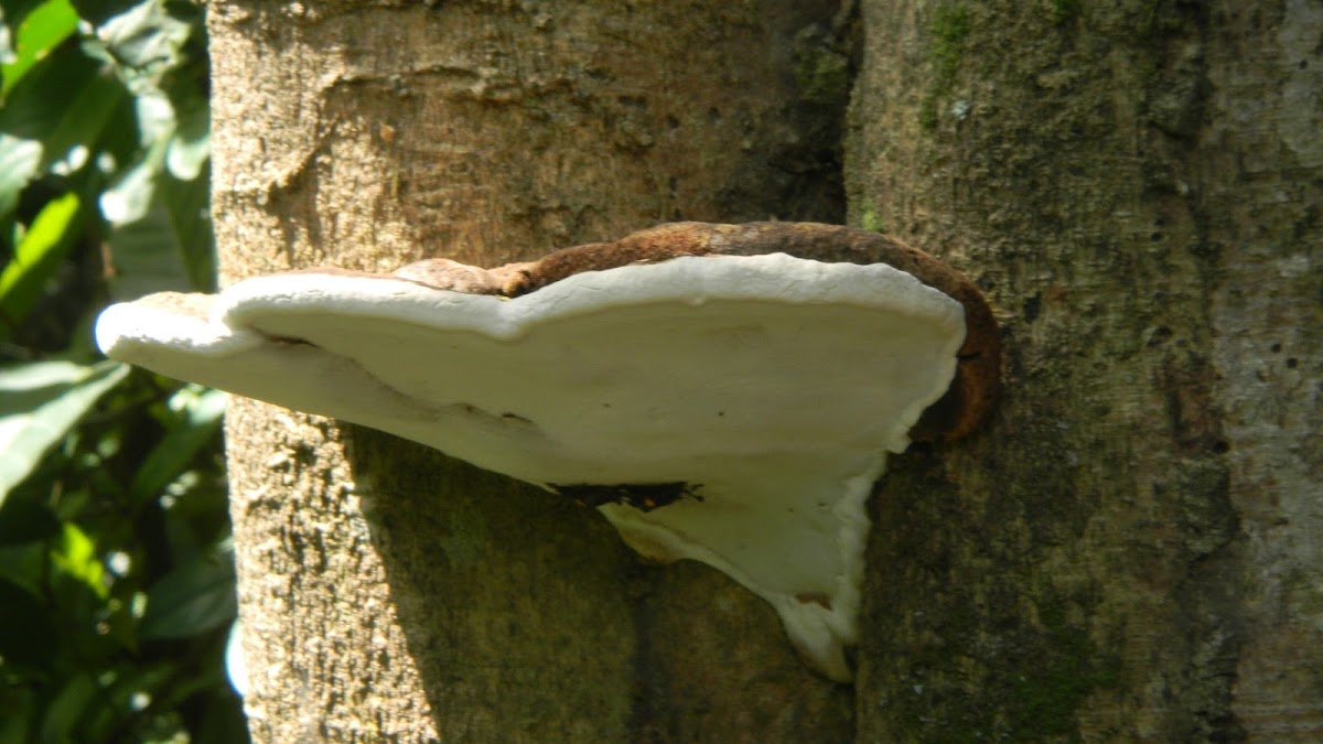 Alder Bracket Fungus