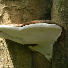 Alder Bracket Fungus