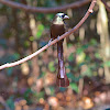 Racket-tailed Treepie