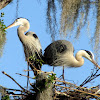 Great Blue Herons - Nesting