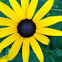 Black-eyed Susan