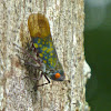 Fulgorid Planthopper