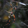 Banded-legged Golden Orb-web Spider.