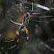 Banded-legged Golden Orb-web Spider.