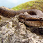 Himalayan Pit Viper