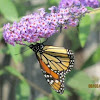  Monarch butterfly 