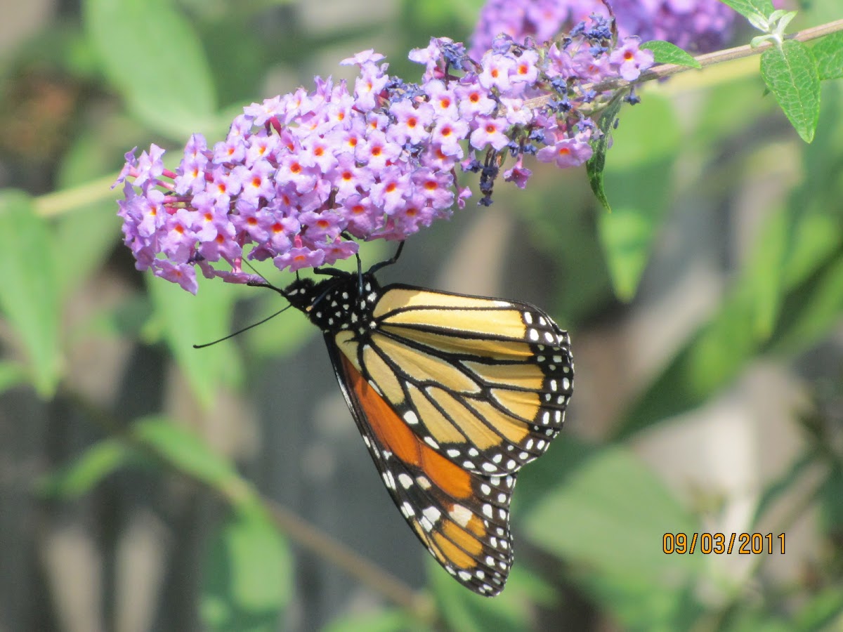  Monarch butterfly 