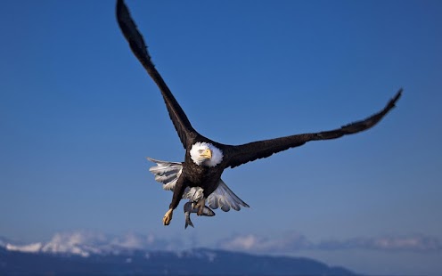 How to install Eagle HD Wallpaper 1.01 mod apk for android