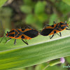 mating Red Cotton Bug